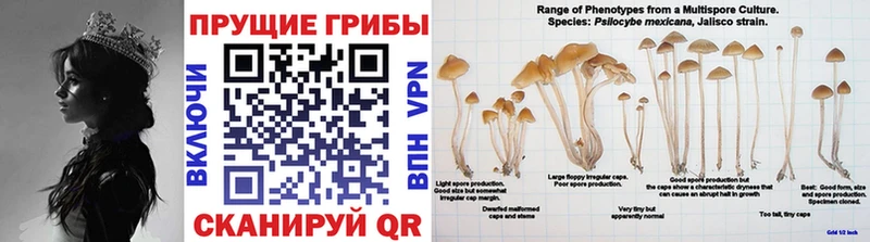Купить где  Приморско-Ахтарск  Псилоцибиновые грибы MAGIC MUSHROOMS 